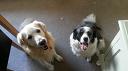 Basil and Connie